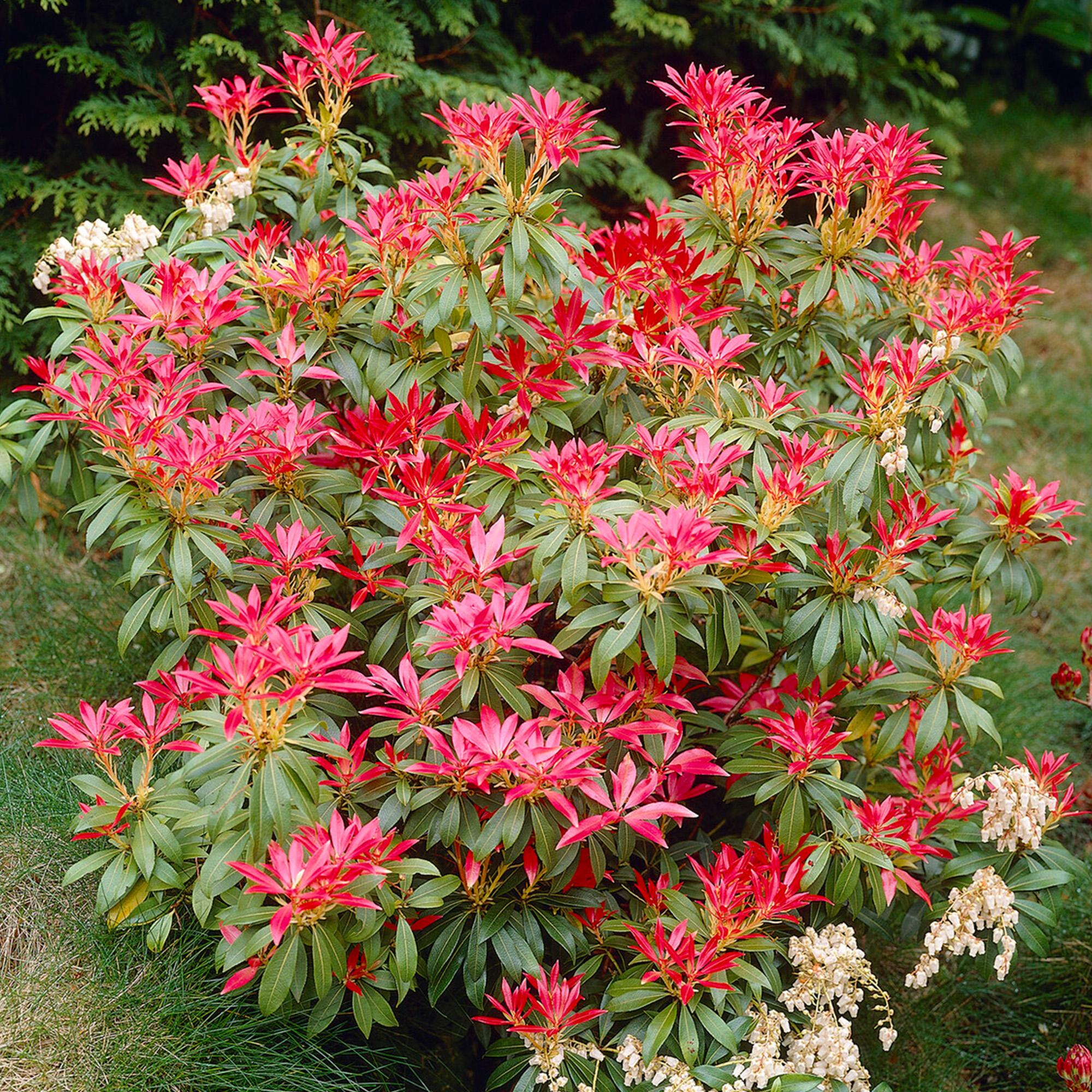 Pieris japonica Forest Flame Evergreen Flowering Garden Shrubs Potted Plants