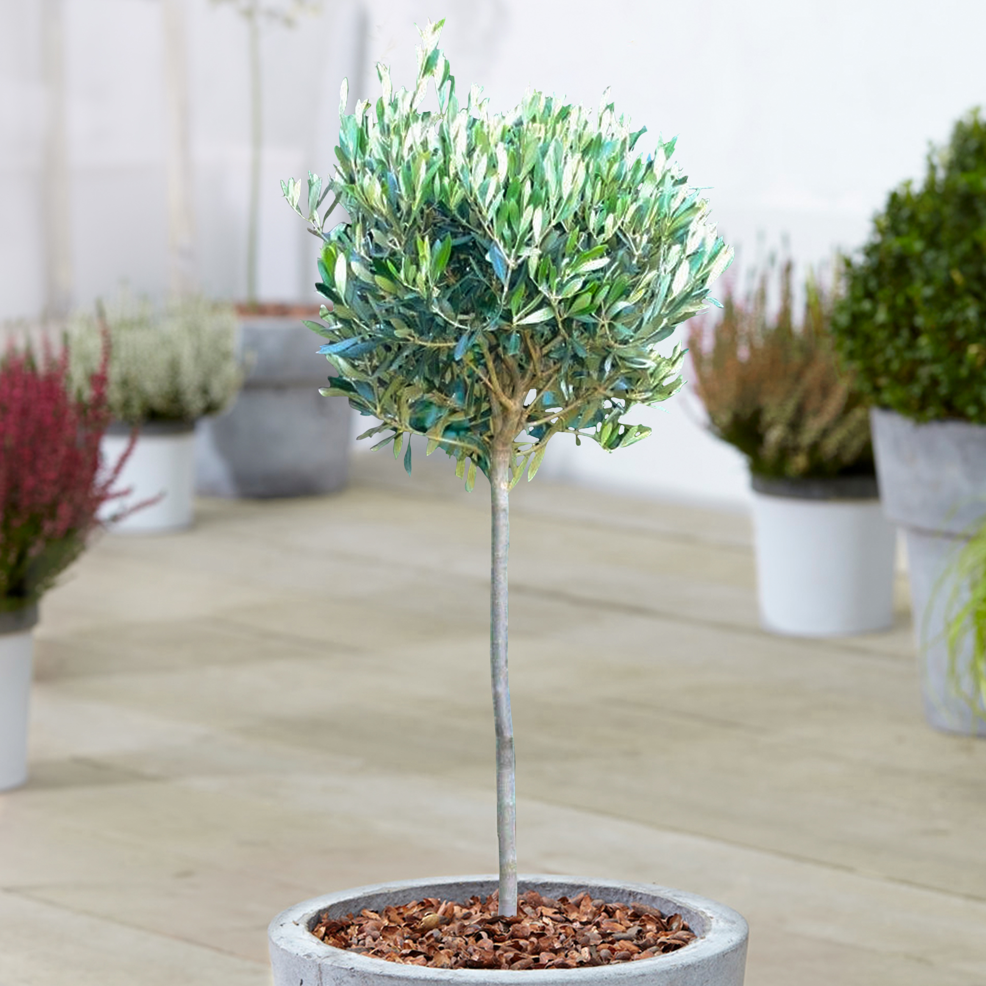 Olive 'Olea Europa' Tree | Hardy Ornamental Potted Trees for Small Gardens  2-3ft | eBay
