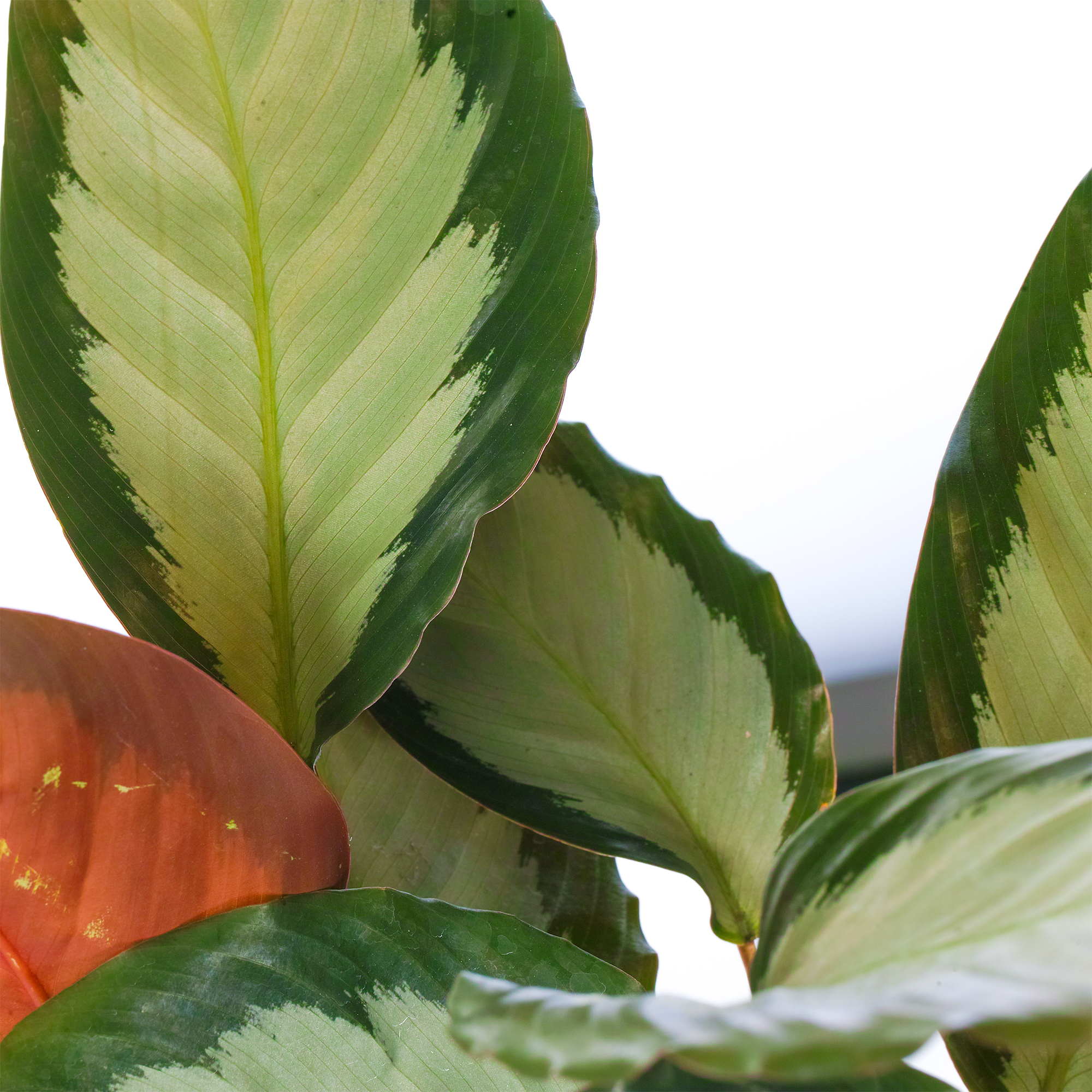 Calathea picturata 'Argentea' Potted Plant Silver Variegated Indoor  Houseplant | eBay UK