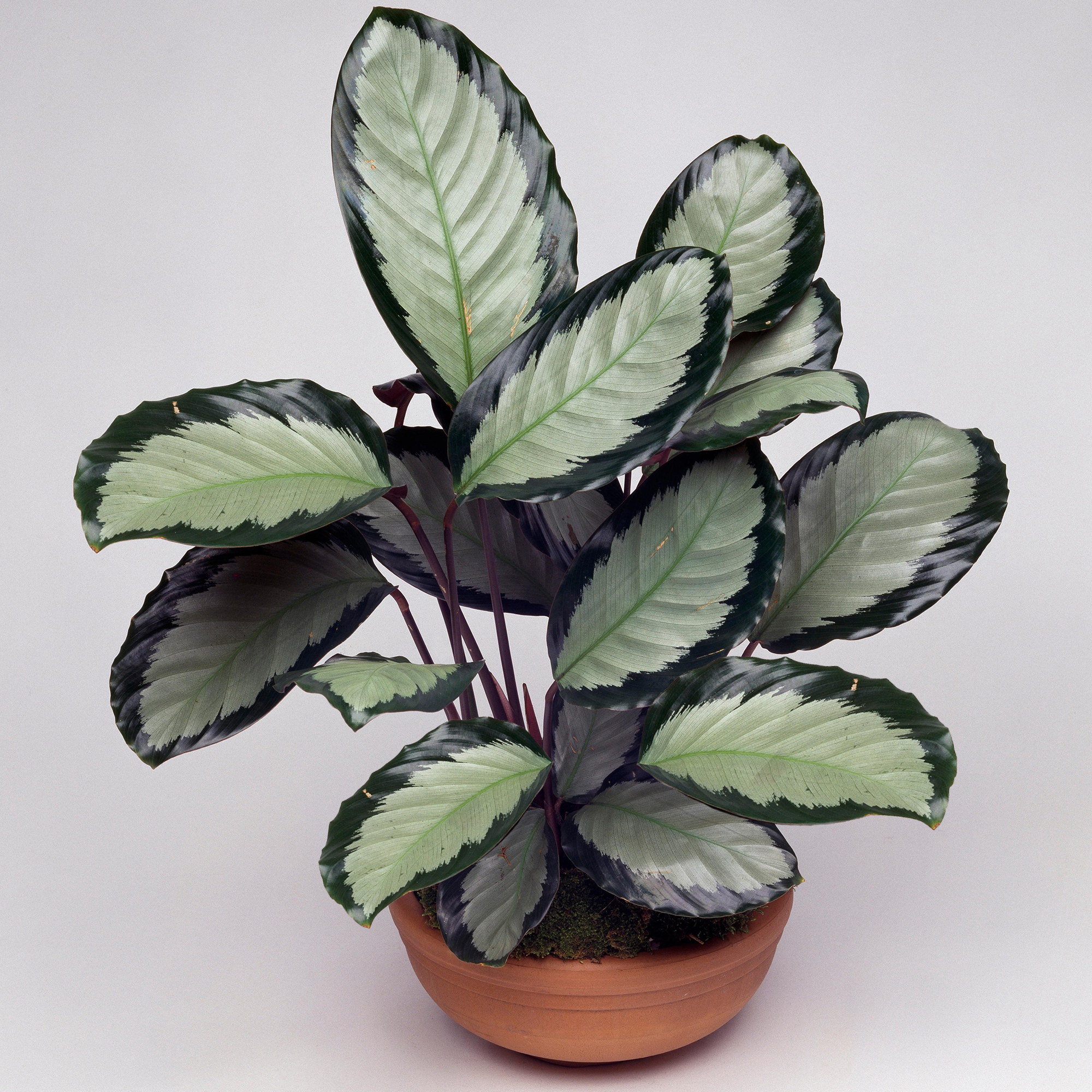 ficus geigenfeige pflege Tipps zur Pflege deiner Pflanze : Ficus lyrata  PflanzenFuerAlle
