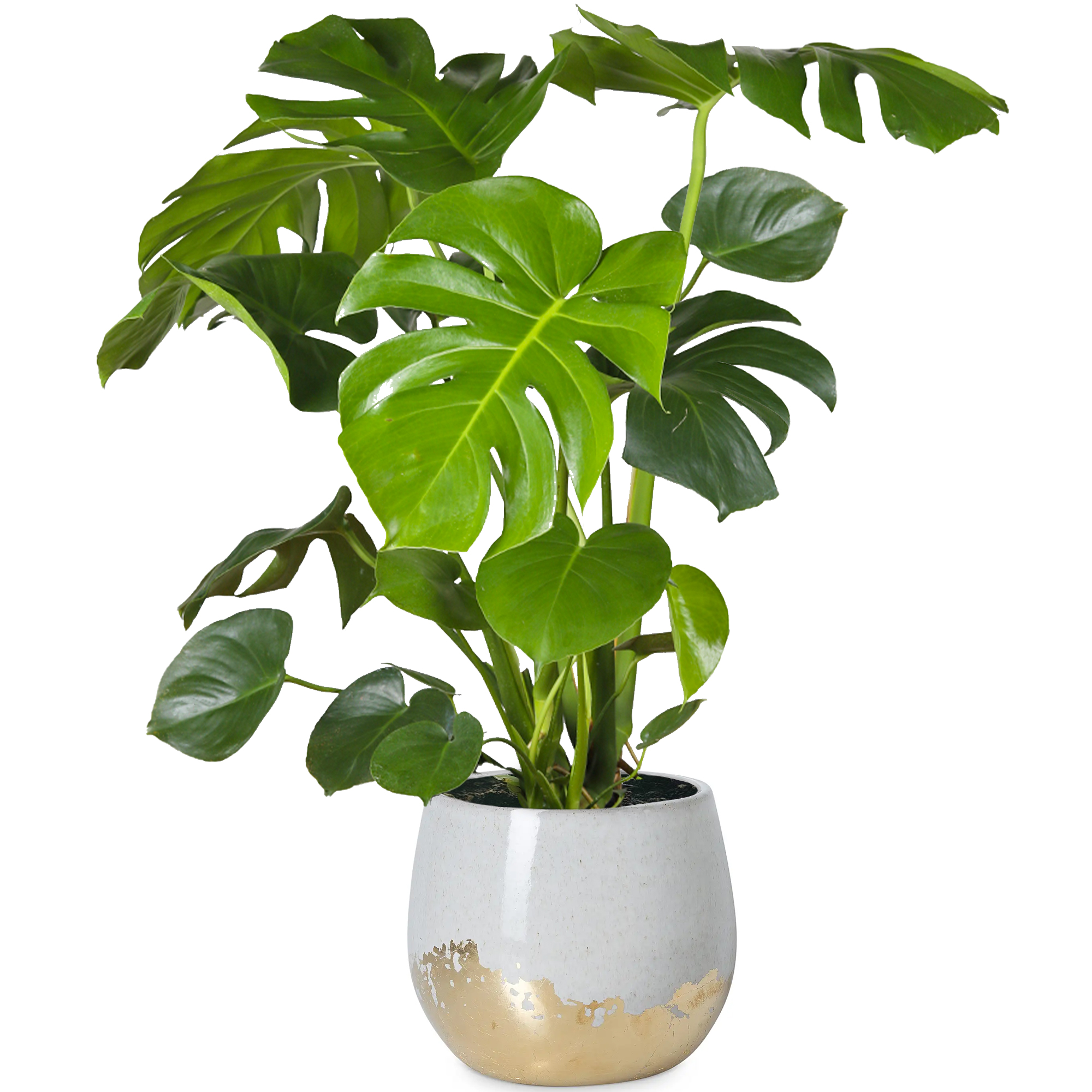 miniverse monstera plant Rare Monstera Minima | Rhaphidophora Tetrasperma | Mini Monstera