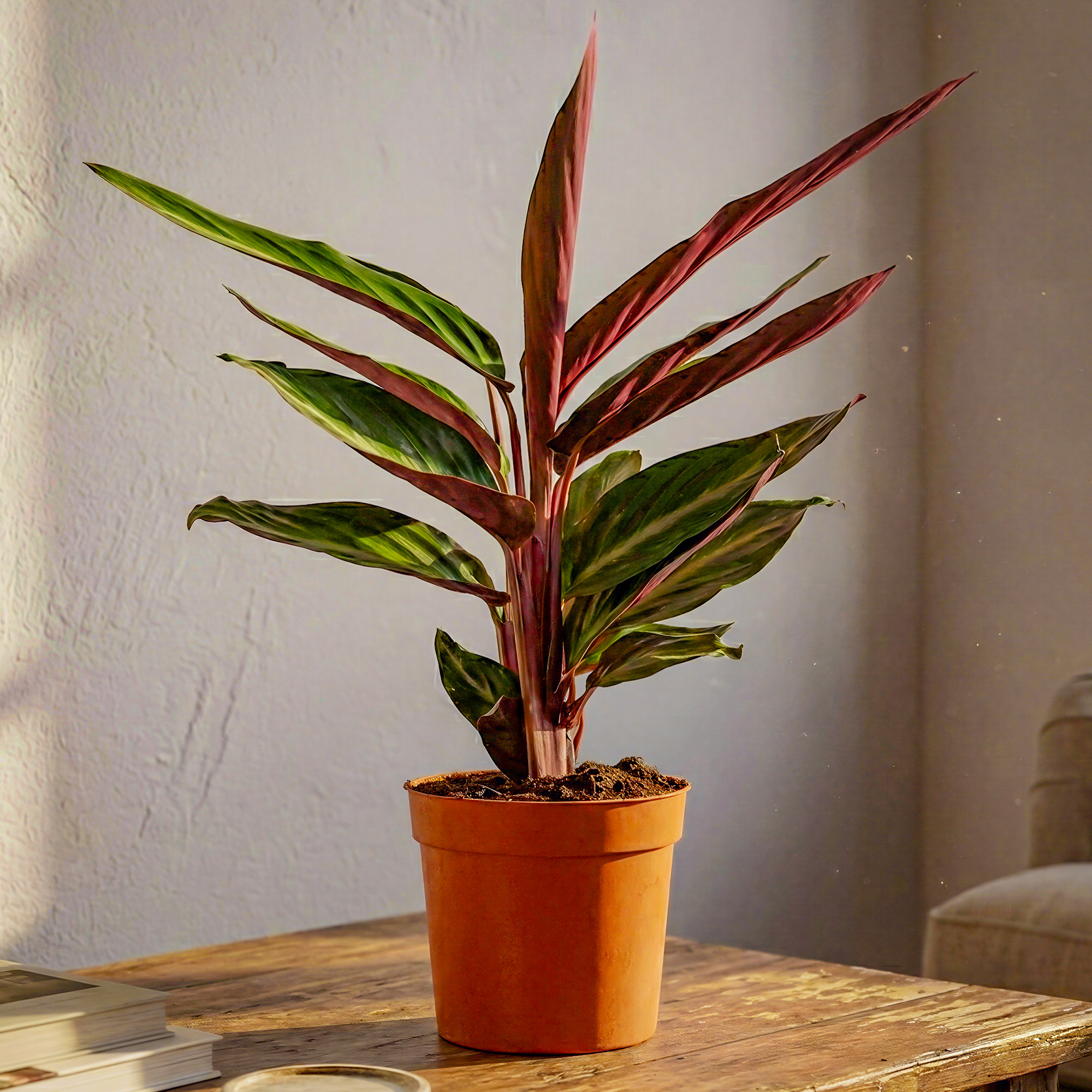 dracena sunray Sonnenstrahl-Drachenbaum (Dracaena Marginata Sunray) main image 1