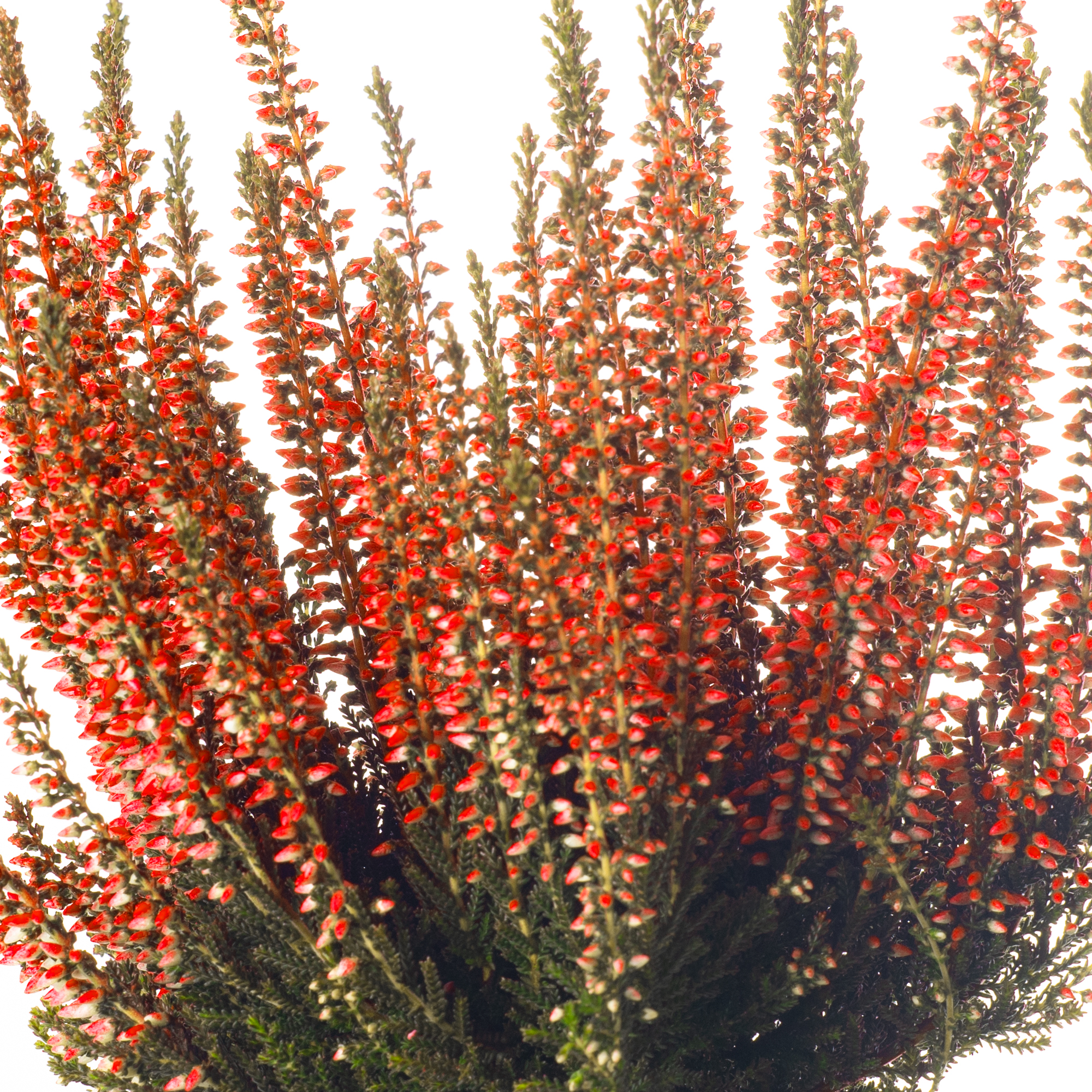 Potted Calluna Heather | Spray Painted Bushy Shrub Colourful Evergreen ...