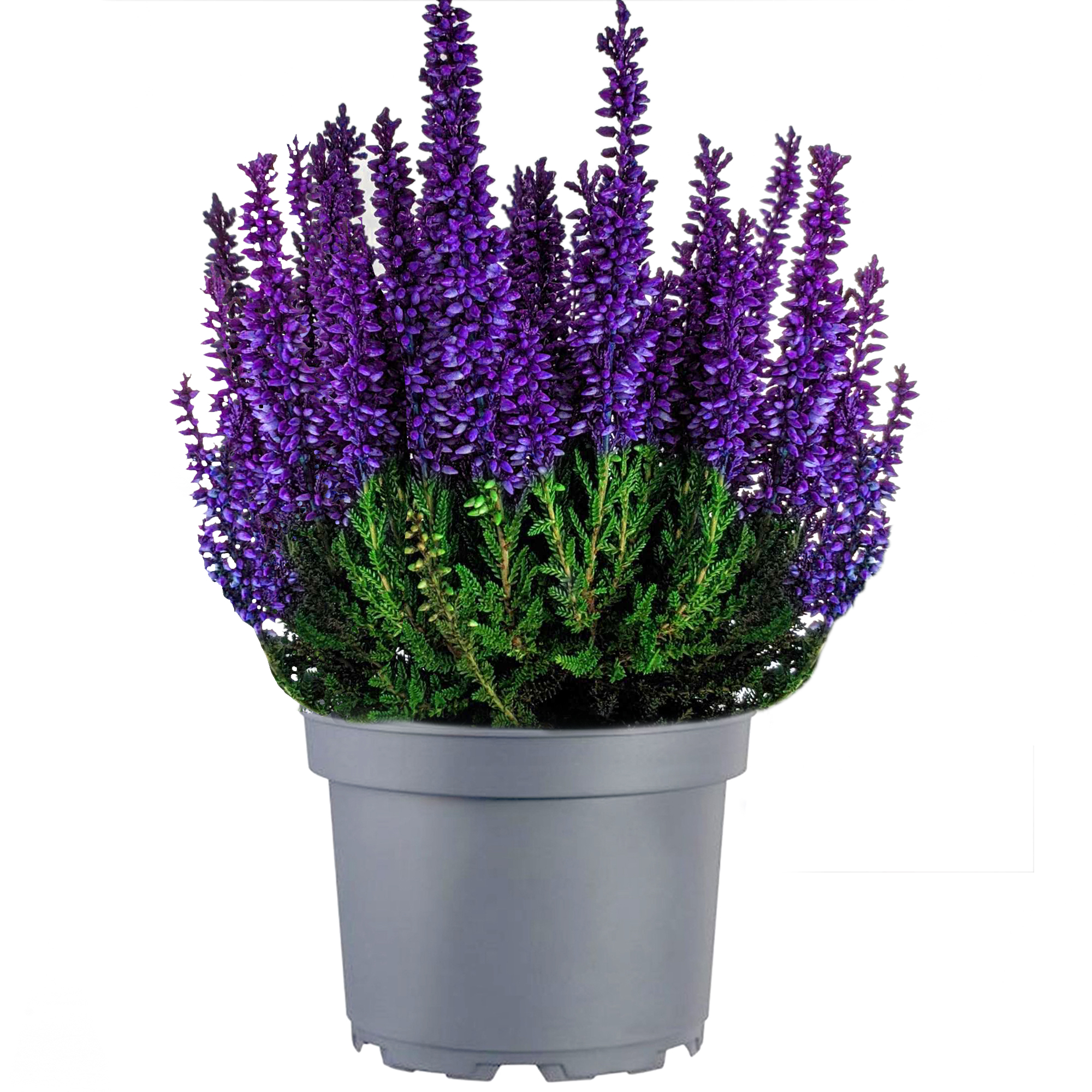Potted Calluna Heather | Spray Painted Bushy Shrub Colourful Evergreen ...