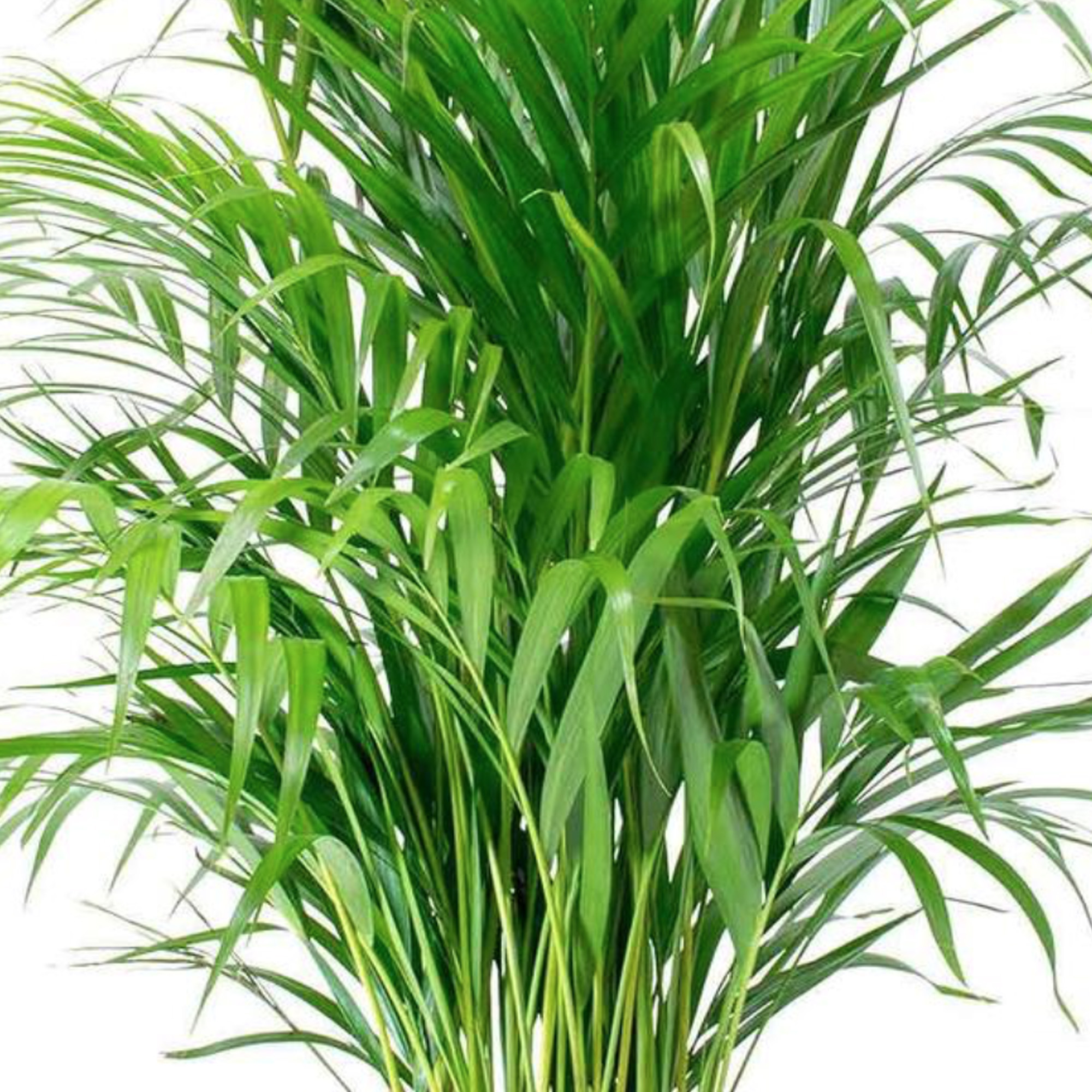 Parlour Palm Large Indoor House Plant Real Evergreen Tall Big Exotic Rare Plants - Produktbild 1