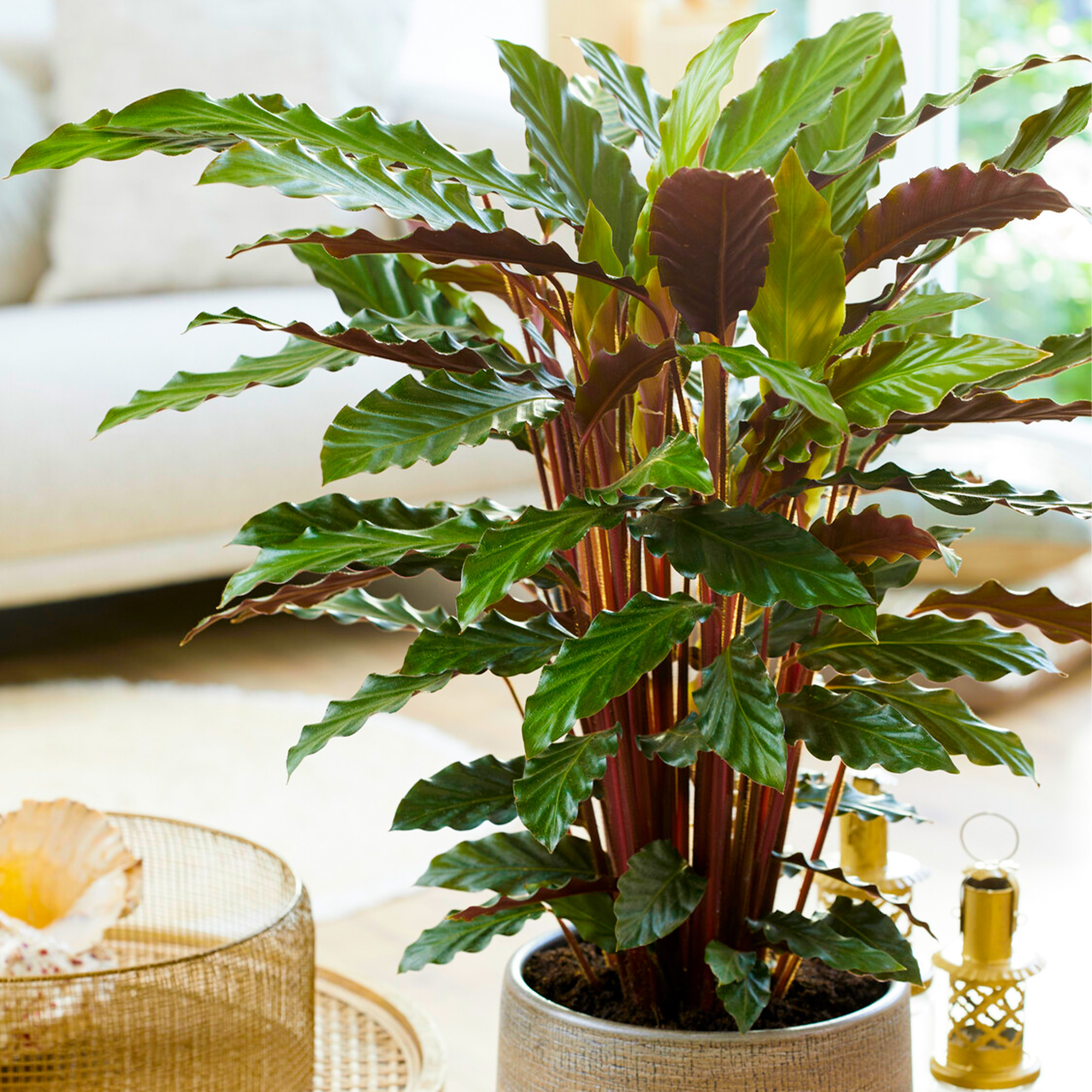 Calathea Elgergrass Large Indoor House Plant Real Tall Tropical Evergreen  Plants | eBay UK