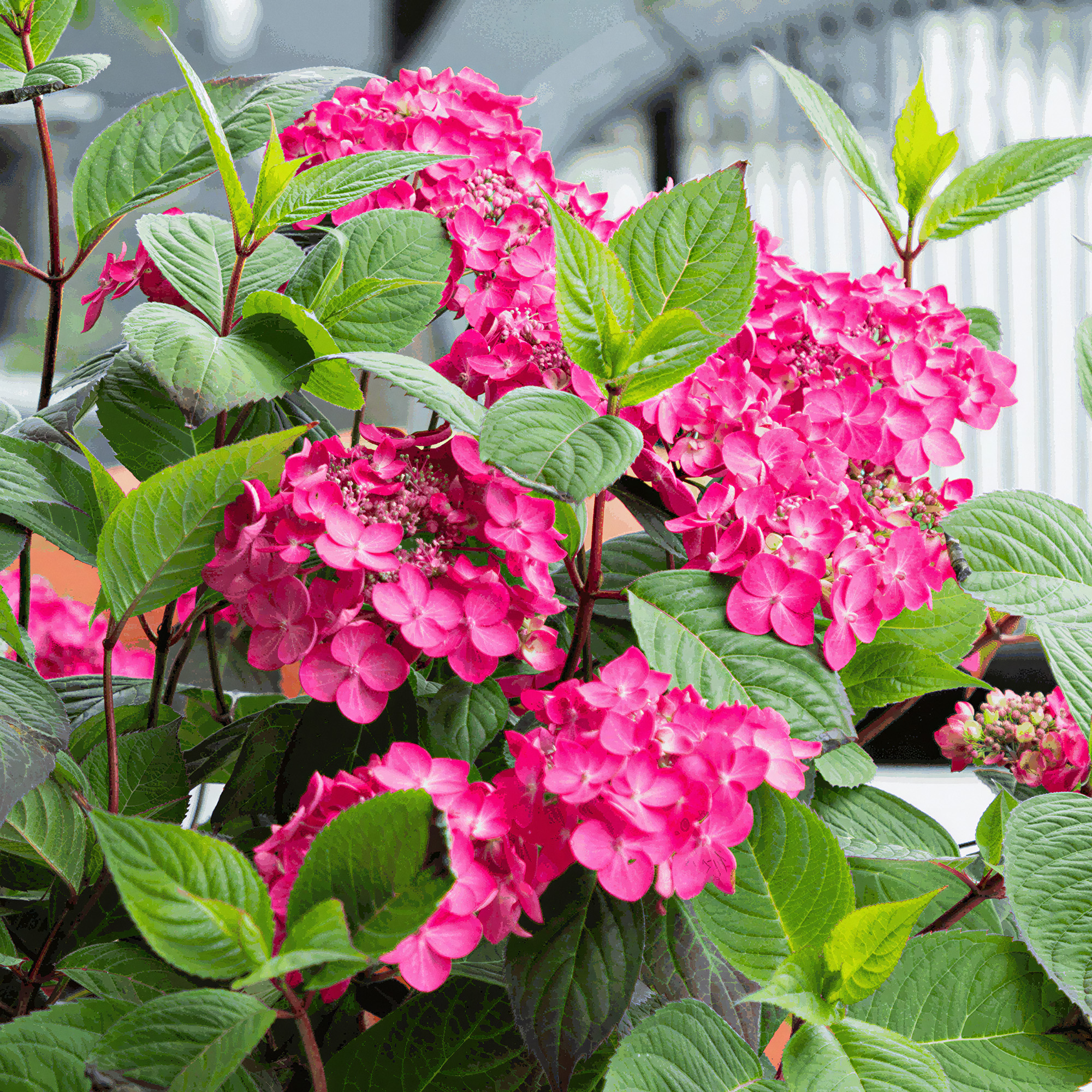 Hydrangea Magic Sunset Plant in Pot - Hydrangea Plants Outdoor Garden ...