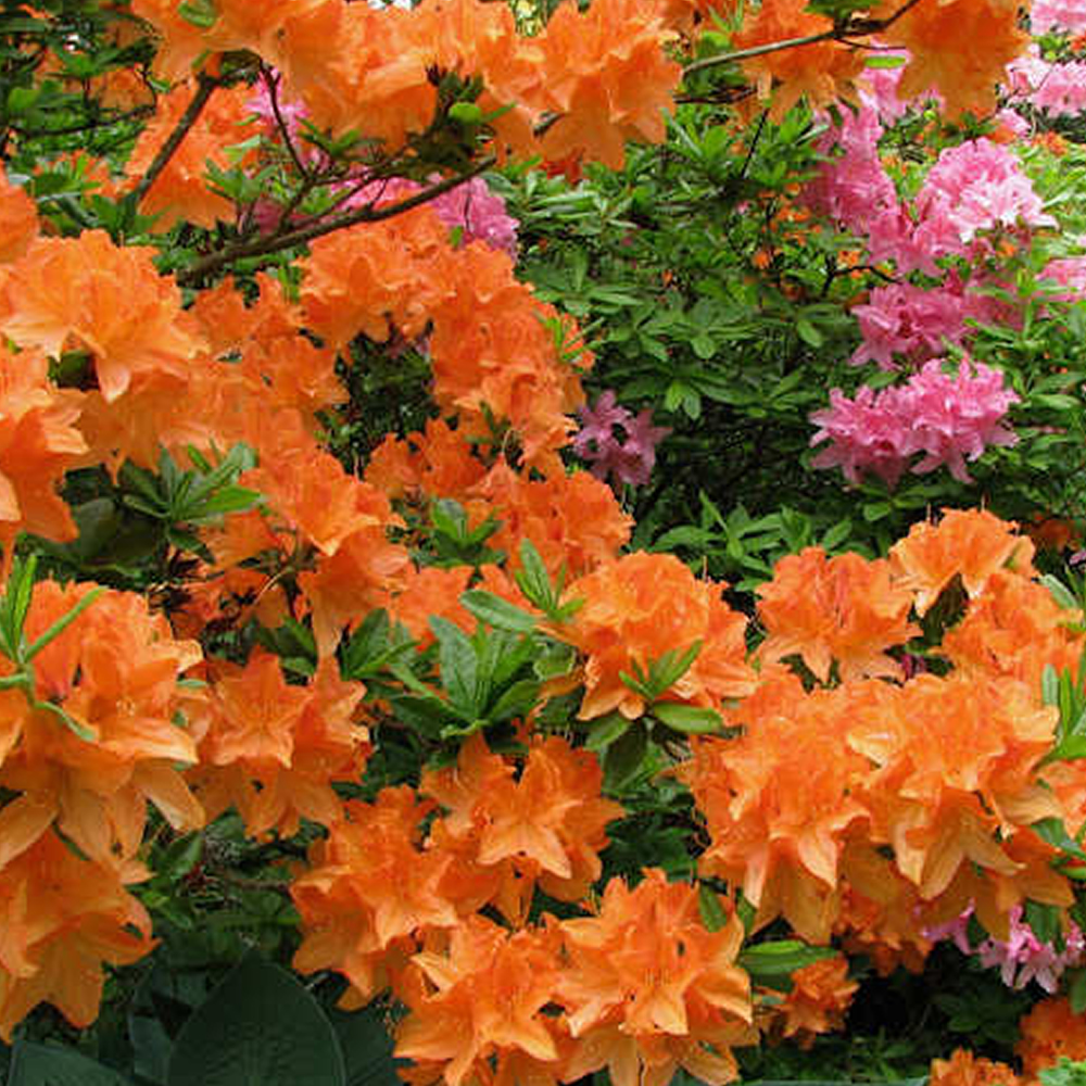 Orange Azalea Japanese Evergreen Shrub Outdoor Flowering Garden Plant in Pot